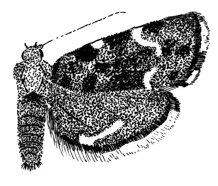 Adult of Anthophila fabriciana (Choreutidae).